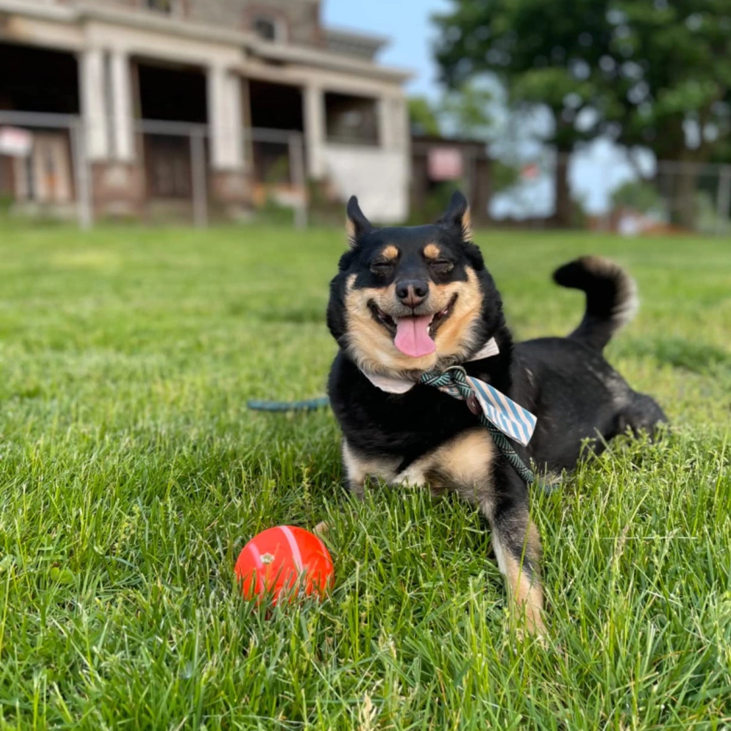 Aktives Rolling Ball Dog Toy