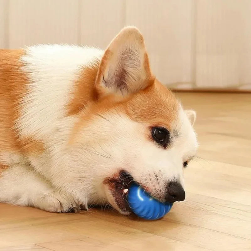 Aktives Rolling Ball Dog Toy